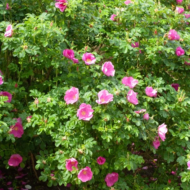 Kartoffelrose ‘Rubra’