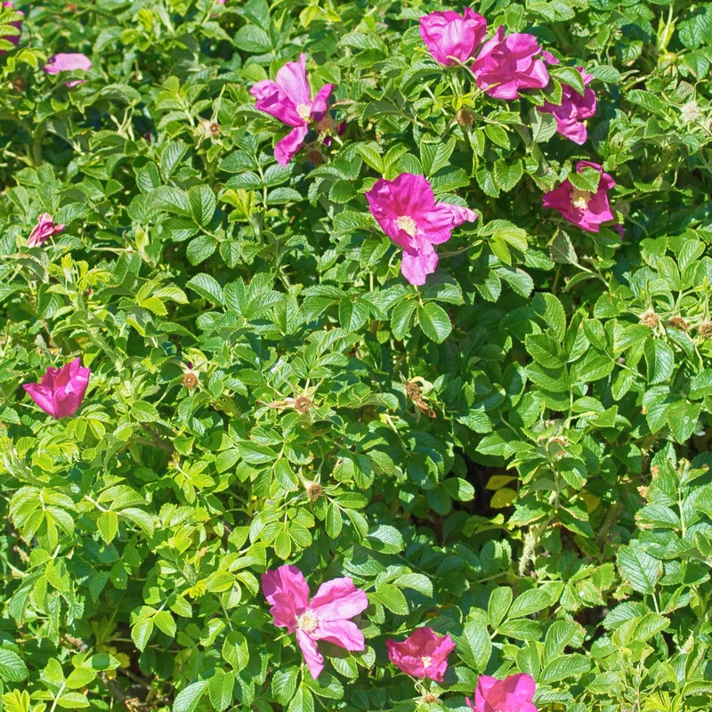 Kartoffelrose ‘Rubra’