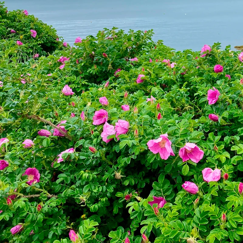 Kartoffelrose ‘Rubra’