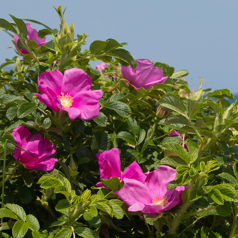 Kartoffelrose ‘Rubra’