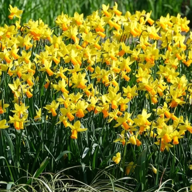 Alpenveilchen-Narzissen ‘Jetfire’ (x5)