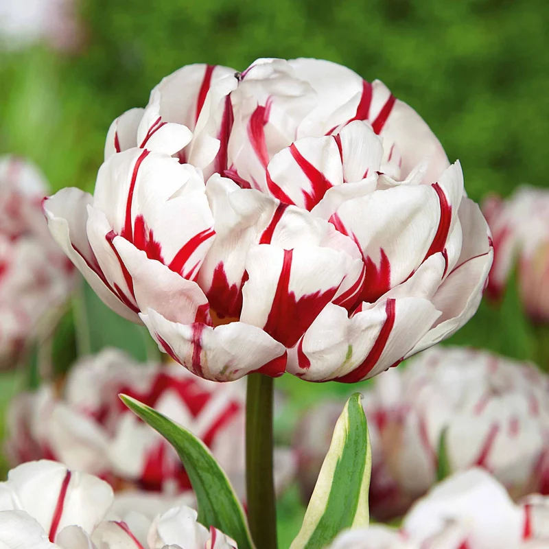 Pfingstrosen-Tulpen ‘Carnaval de Nice’ (x10)