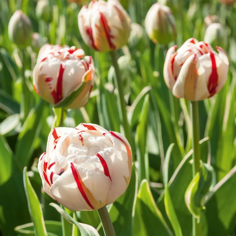 Pfingstrosen-Tulpen ‘Carnaval de Nice’ (x10)