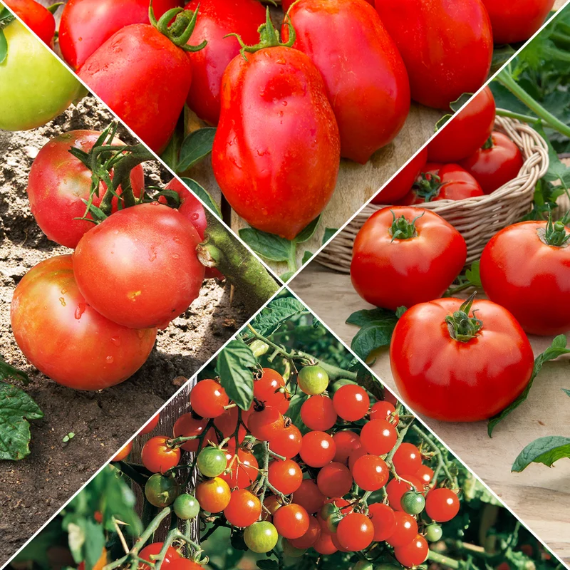 Tomaten-Kollektion (x4)