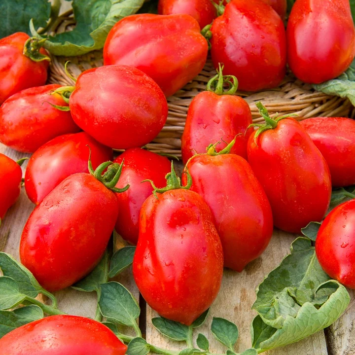 Tomaten-Kollektion (x4)