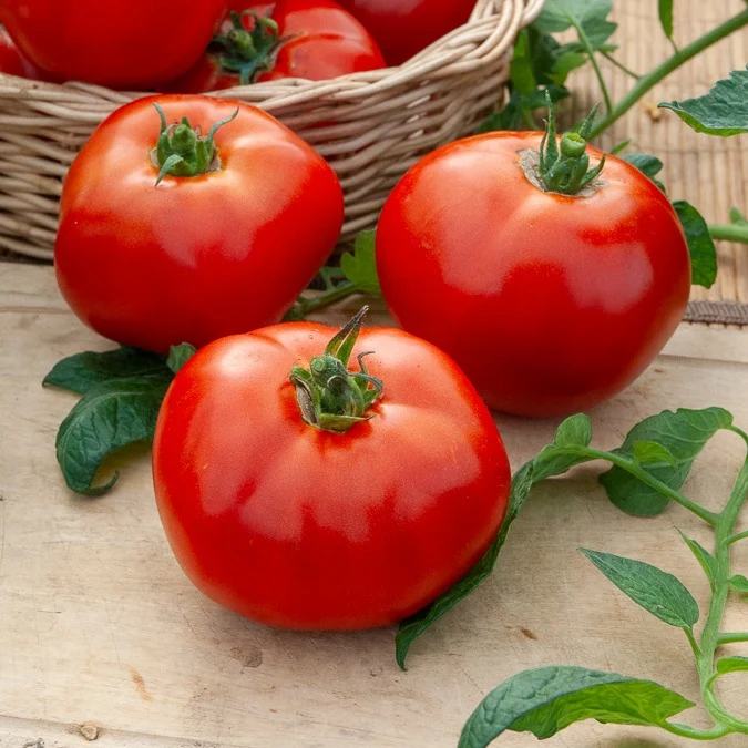Tomaten-Kollektion (x4)