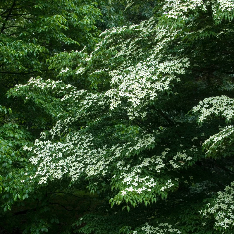 Japanischer Hartriegel