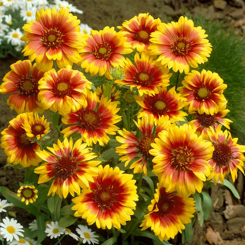 Kokardenblume ‘Kobold’