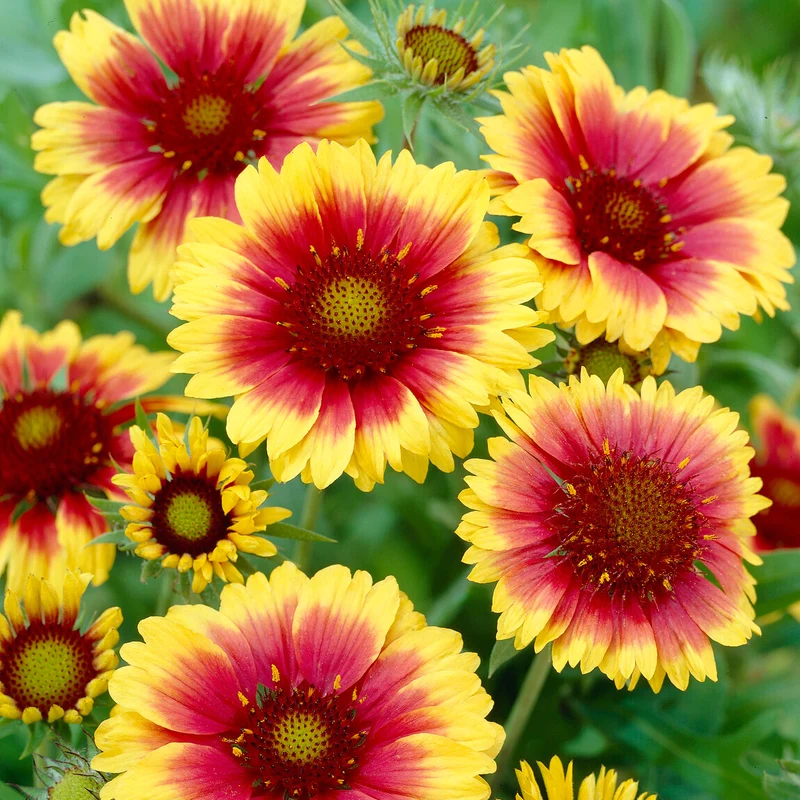 Kokardenblume ‘Kobold’