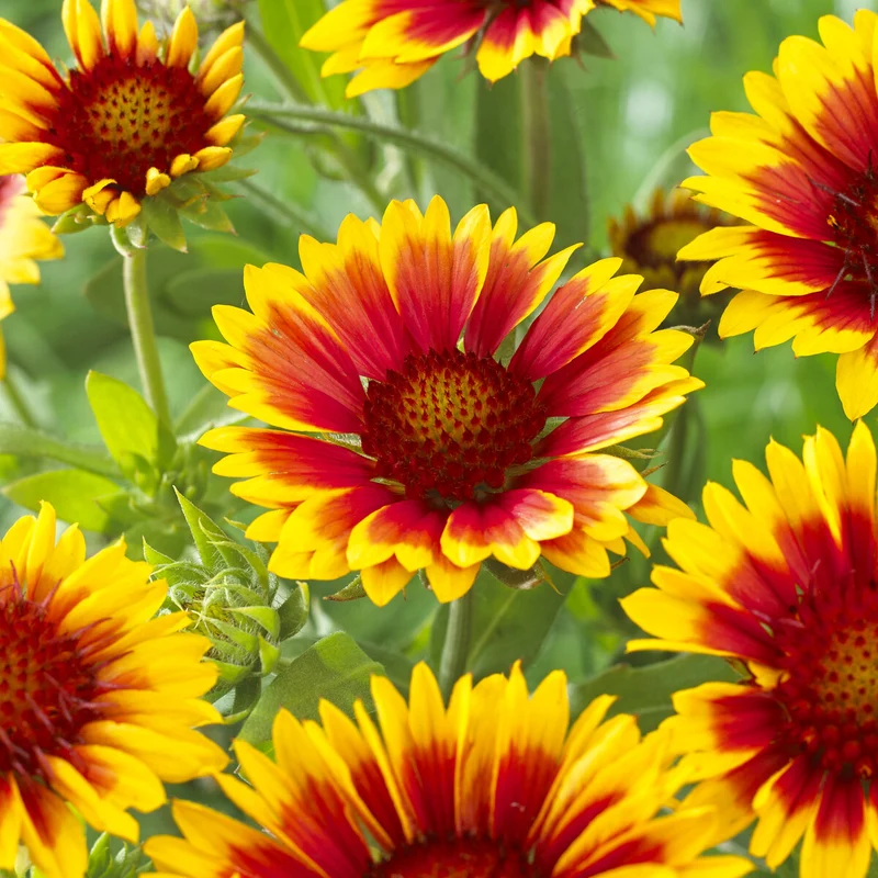 Kokardenblume ‘Kobold’