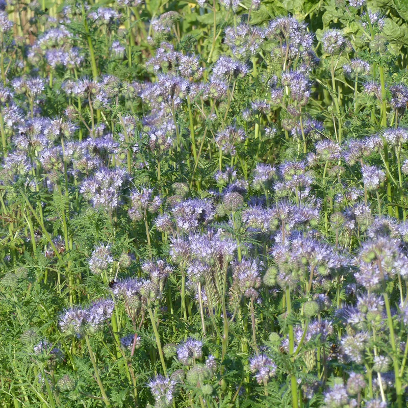 Bienenweide Phacelia tanacetifolia