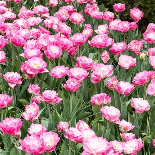Pfingstrosen-Tulpen rosa Pompon (x10)