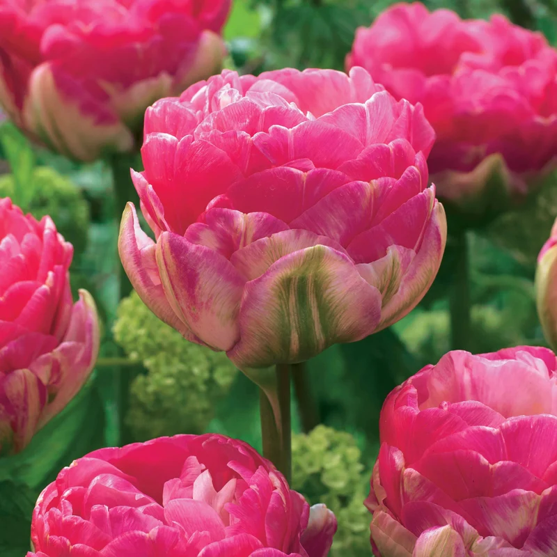 Pfingstrosen-Tulpen rosa Pompon (x10)