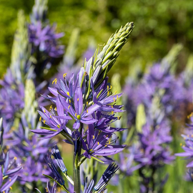 Prärielilie Caerulea (x5)