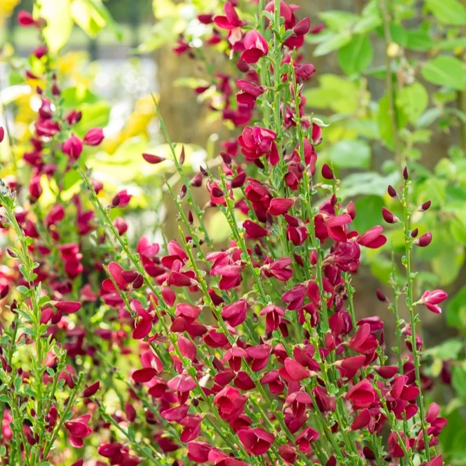 Edelginster Boskoop Ruby