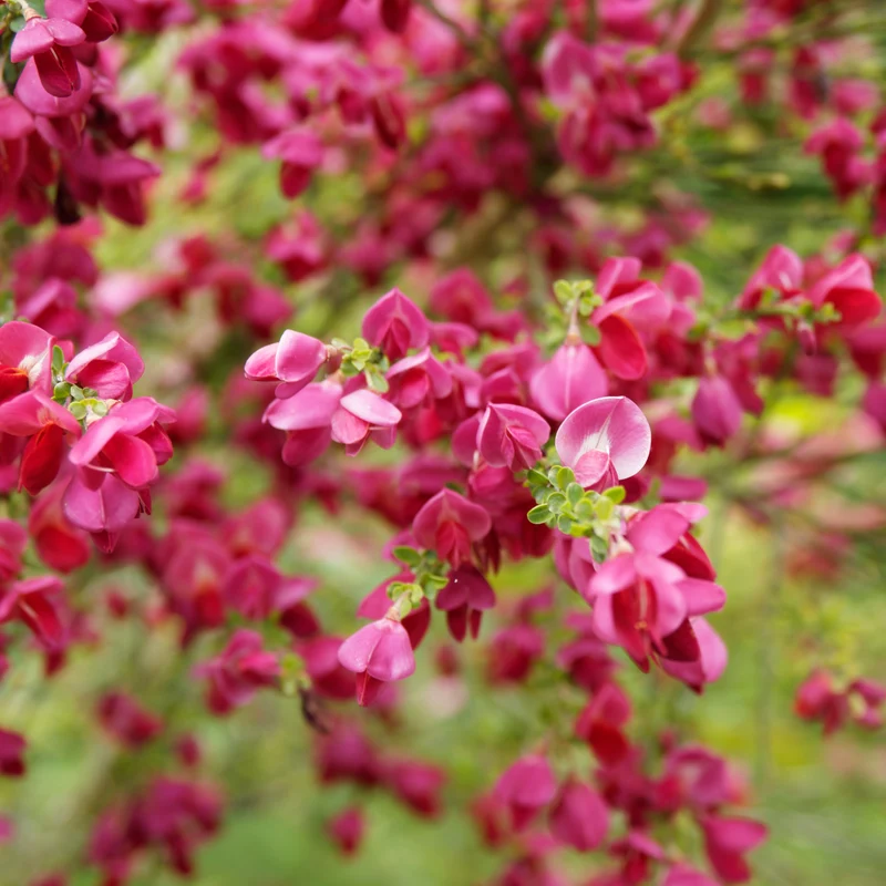 Edelginster Boskoop Ruby