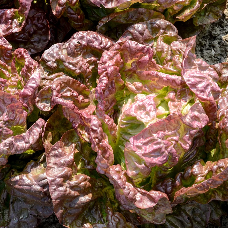 Kopfsalat ‘Merveille des quatre saisons’