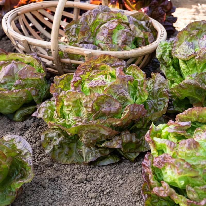 Kopfsalat ‘Merveille des quatre saisons’