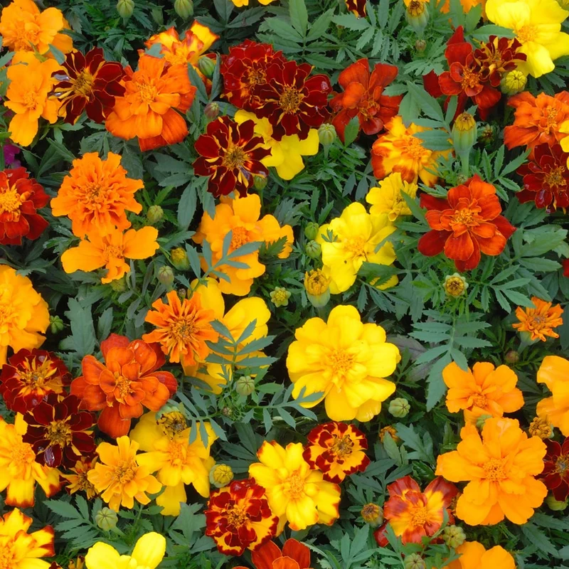 Saatteppich „Sonnenbeet“ (x5)