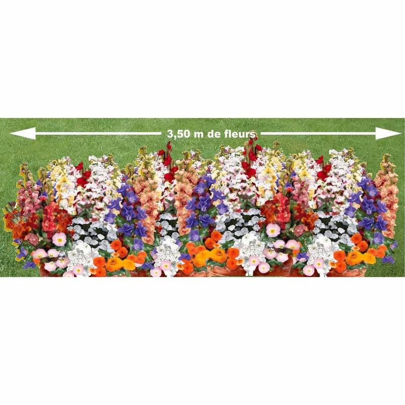 Duftende Blumenmischung