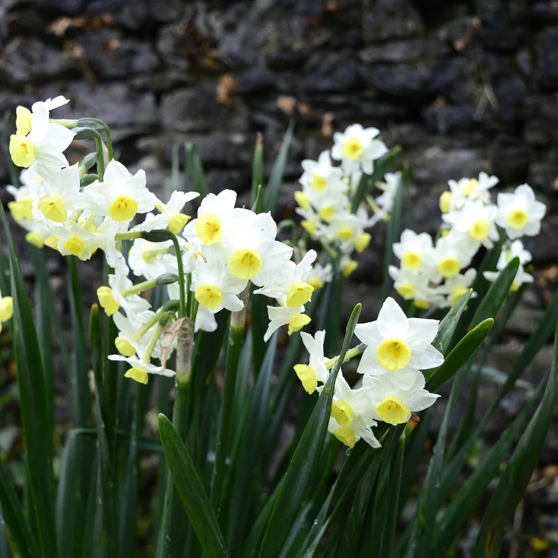 Narzisse Minnow (x10)