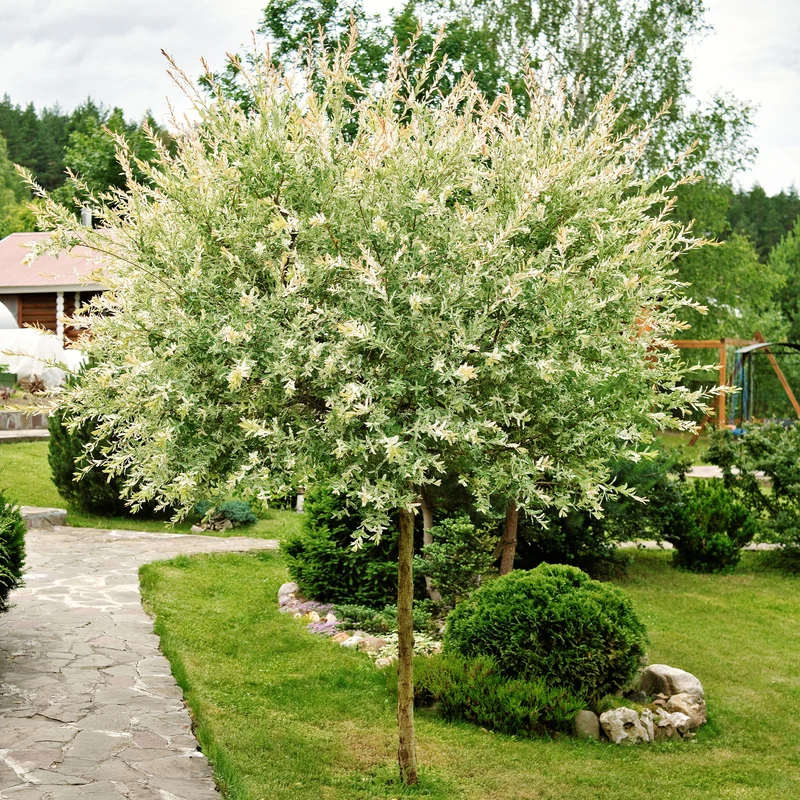 Harlekinweide auf Stamm