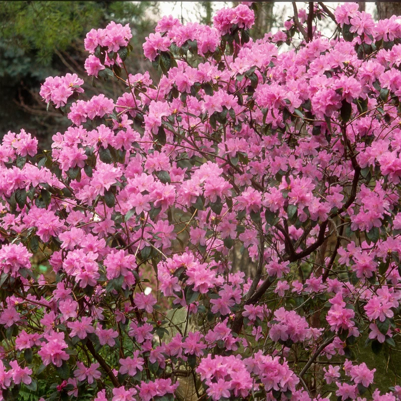 Früh-Rhododendron