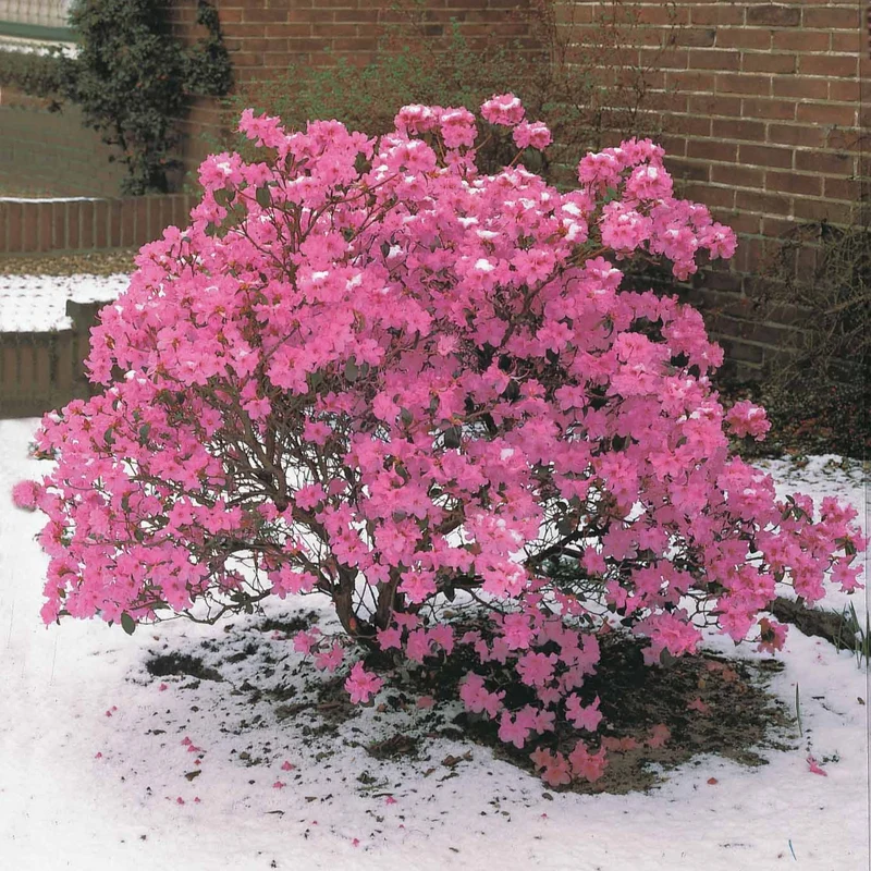 Früh-Rhododendron