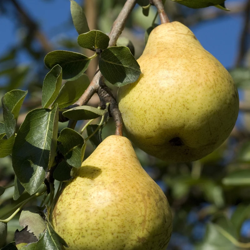 Birnenbaum 'Williams'