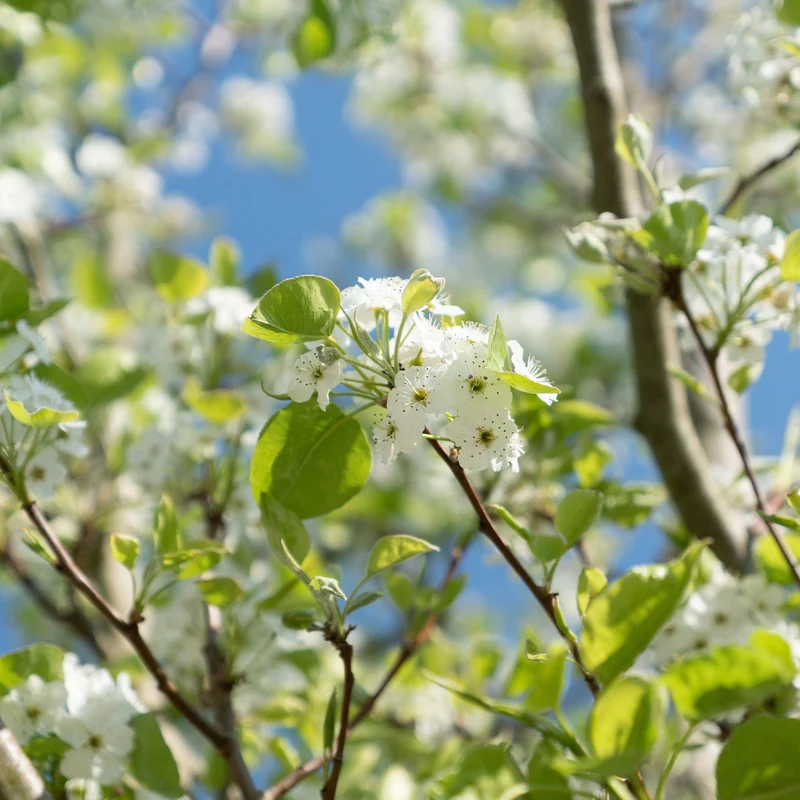 Birnenbaum 'Williams'