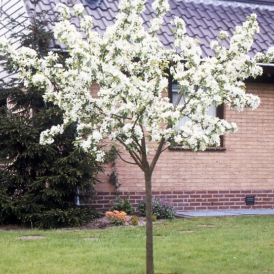 Birnenbaum 'Williams'