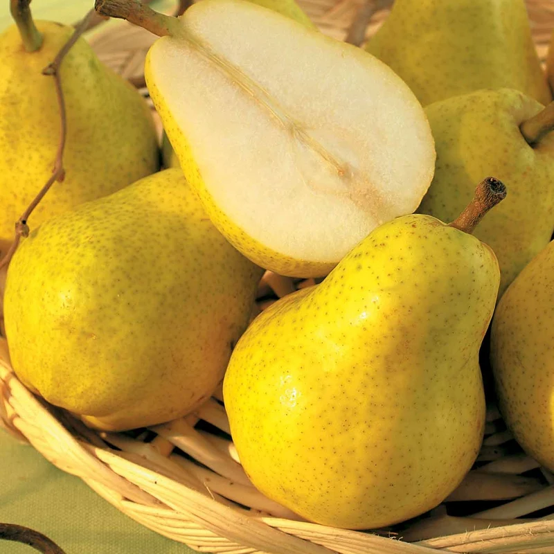Birnenbaum 'Williams'
