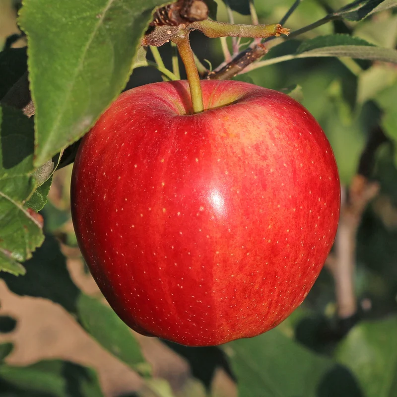 Apfelbaum 'Gala'