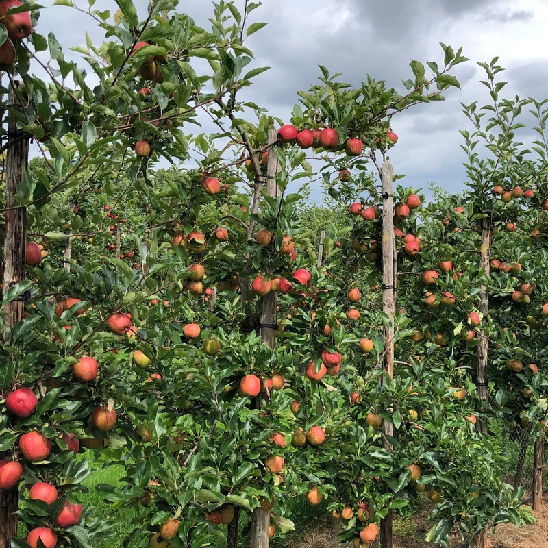 Apfelbaum 'Gala'