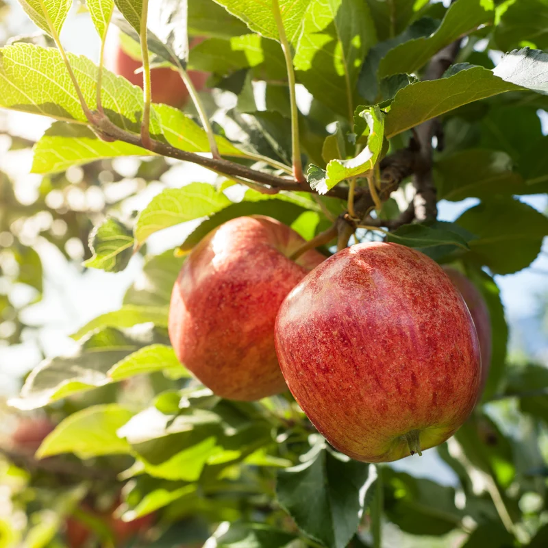 Apfelbaum 'Gala'