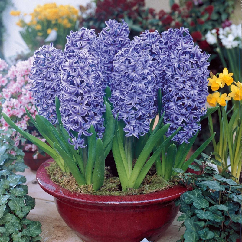 Hyazinthen blau (x3)