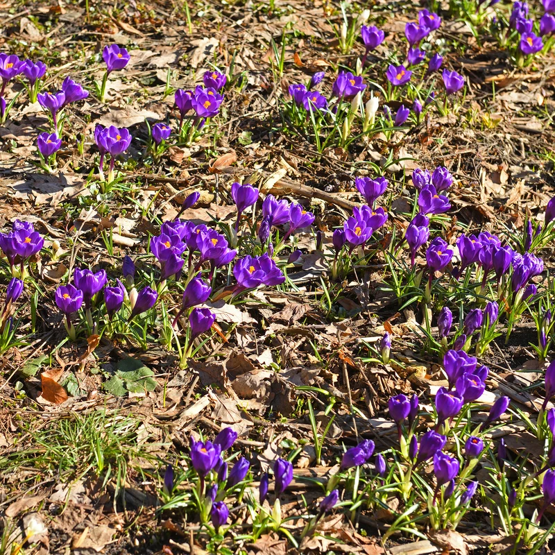 Krokus ‘Flower Record’ (x15)