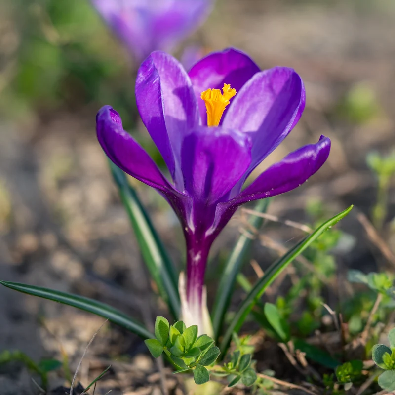 Krokus ‘Flower Record’ (x15)