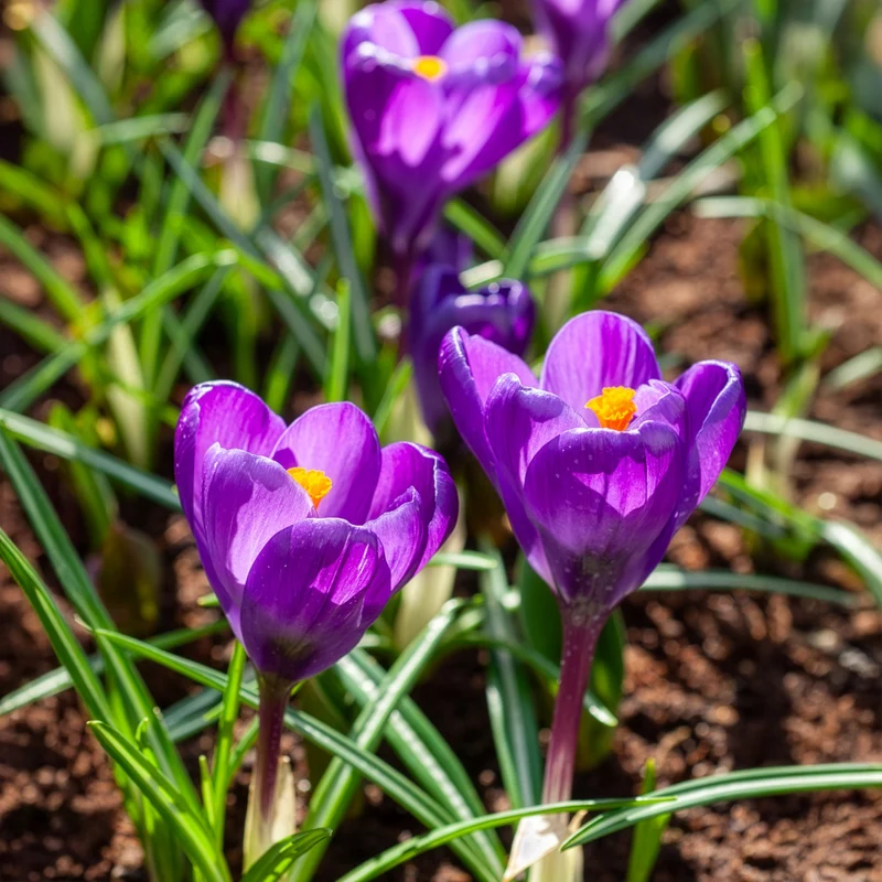 Krokus ‘Flower Record’ (x15)