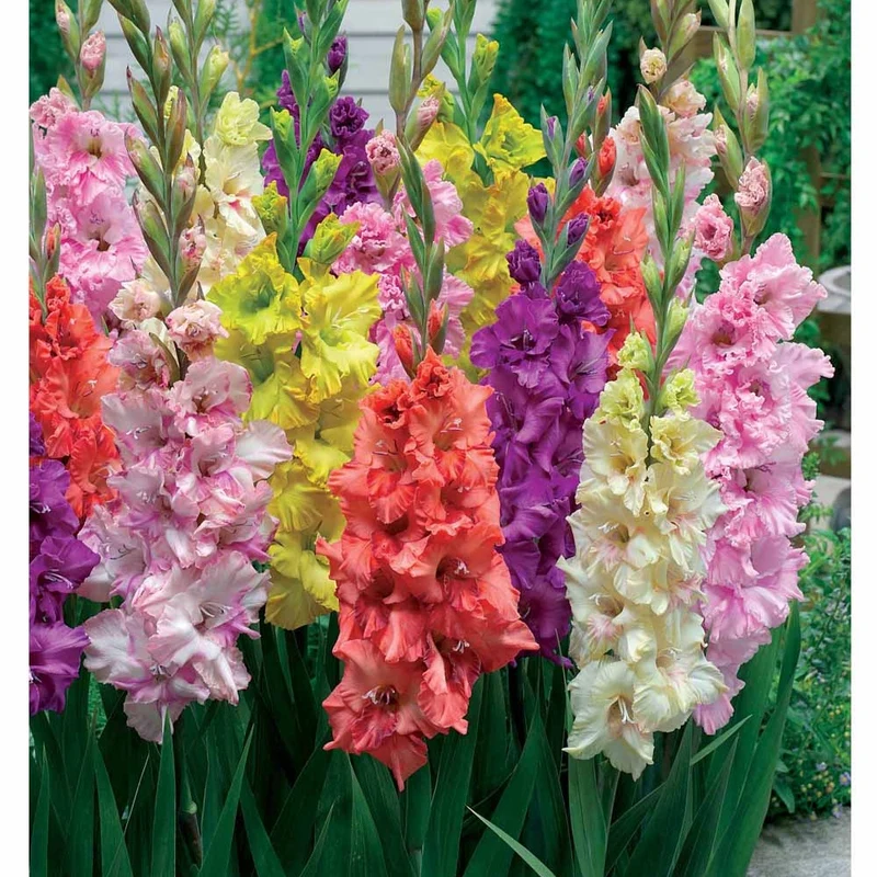 Gladiole Mischung 'Parkiet' (x25)