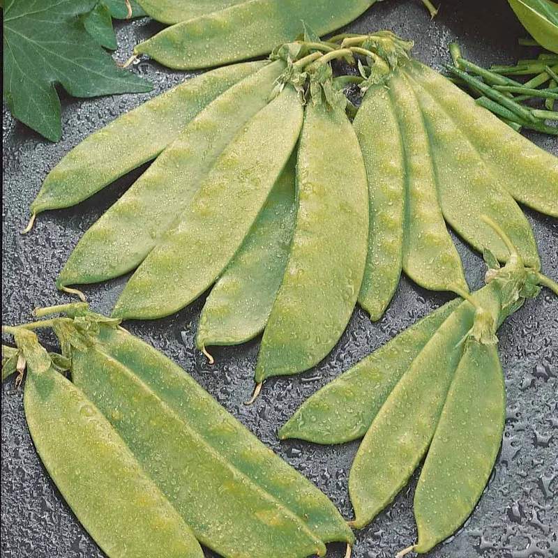 Zuckererbsen Oregon Giant