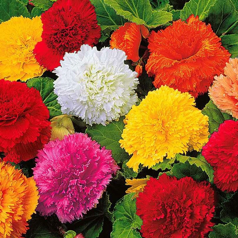 Gefranste Begonien 'Fimbriata' (x10)