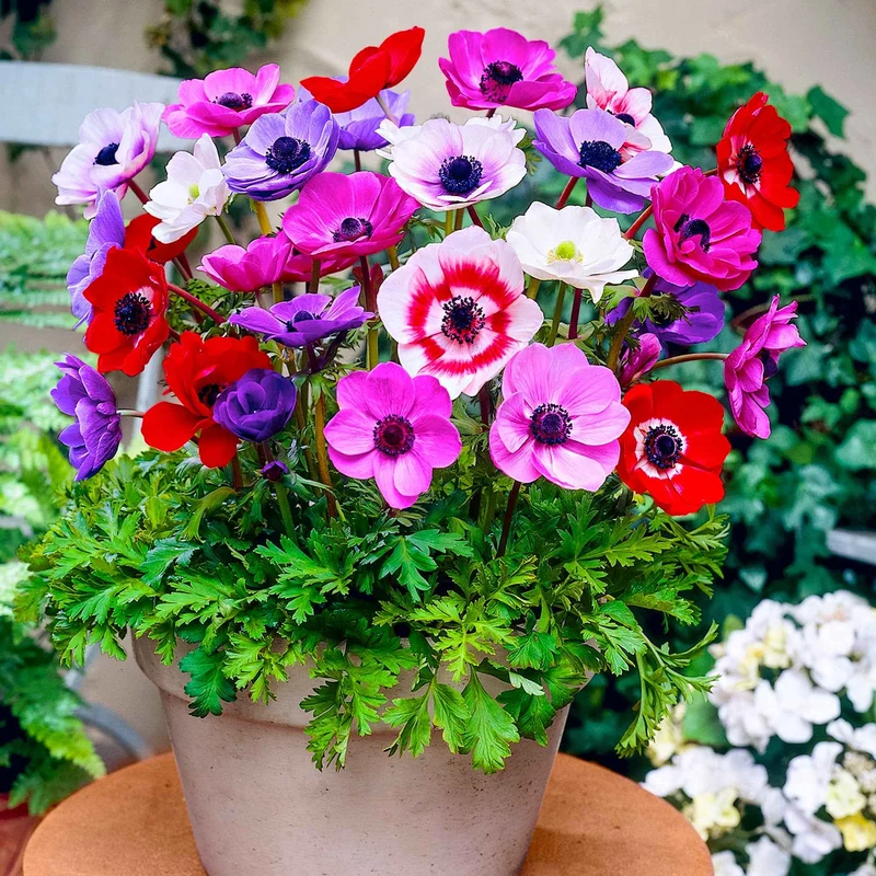 Anemone 'De Caen' Mischung