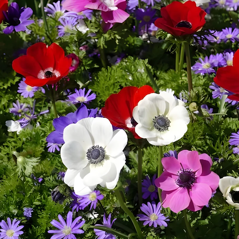 Anemone 'De Caen' Mischung