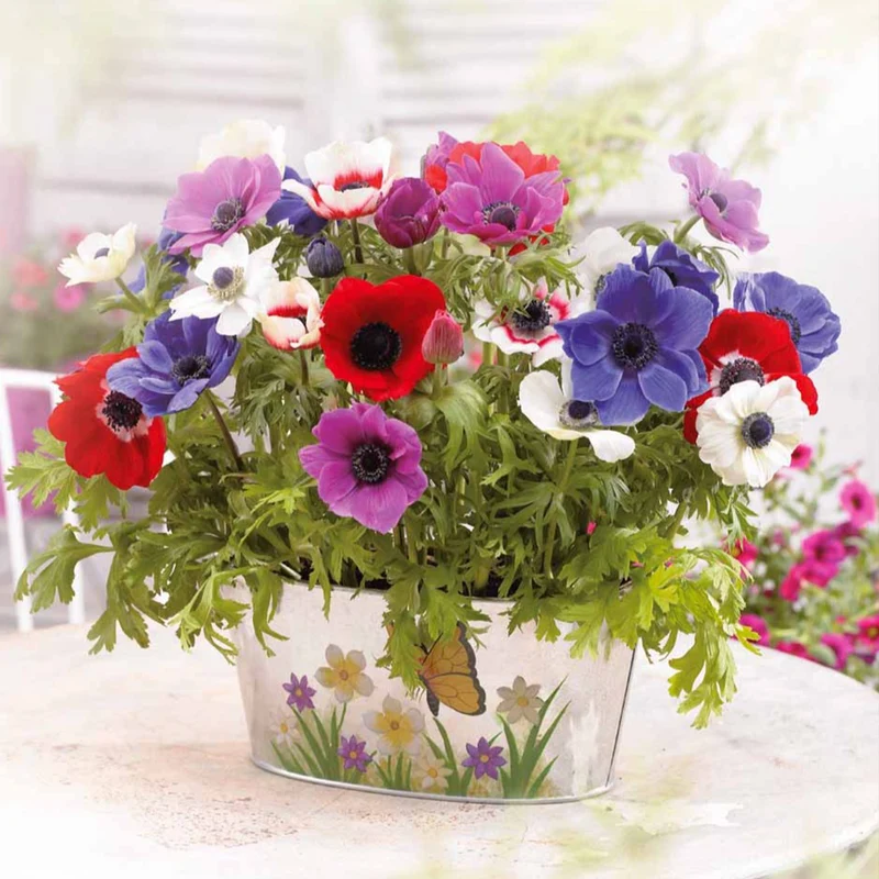 Anemone 'De Caen' Mischung