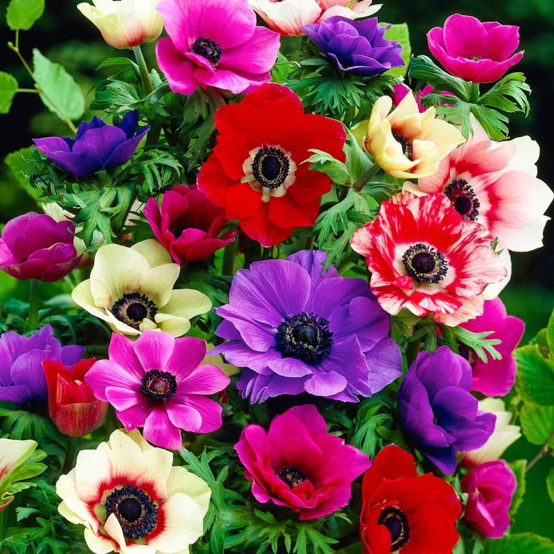Anemone 'De Caen' Mischung