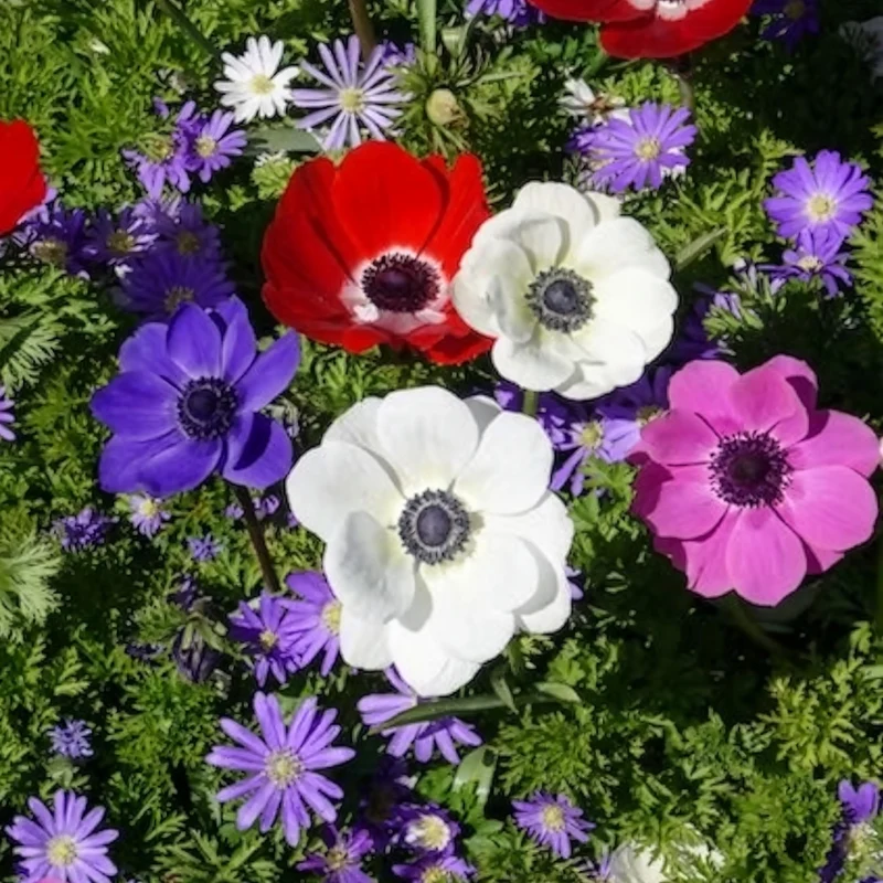 Anemone 'De Caen' Mischung