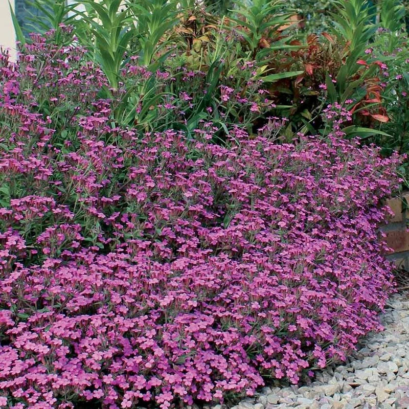 Kissen-Seifenkraut (x5)
