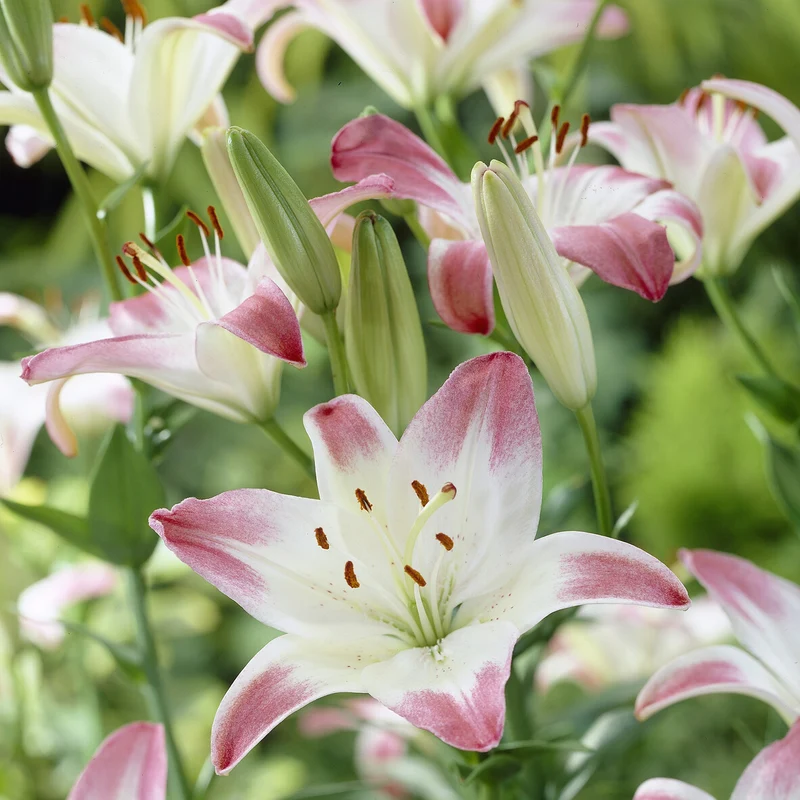 Asiatische Lilien ‘Lollypop’ (x3)