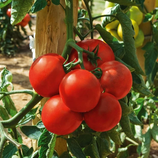 Tomate Montfavet 63/5 F1